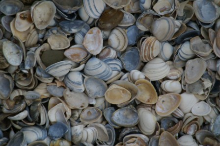 schelpen, zeeschelpen, strandschelpen, zak 17ltr, bigbag 600 kg, 8-16 mm